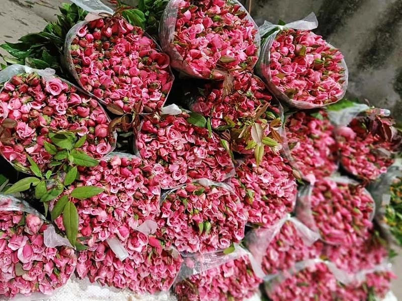 Hoa hong re nhu cho, ngoi nha chot ban 4 van bong/ngay-Hinh-3