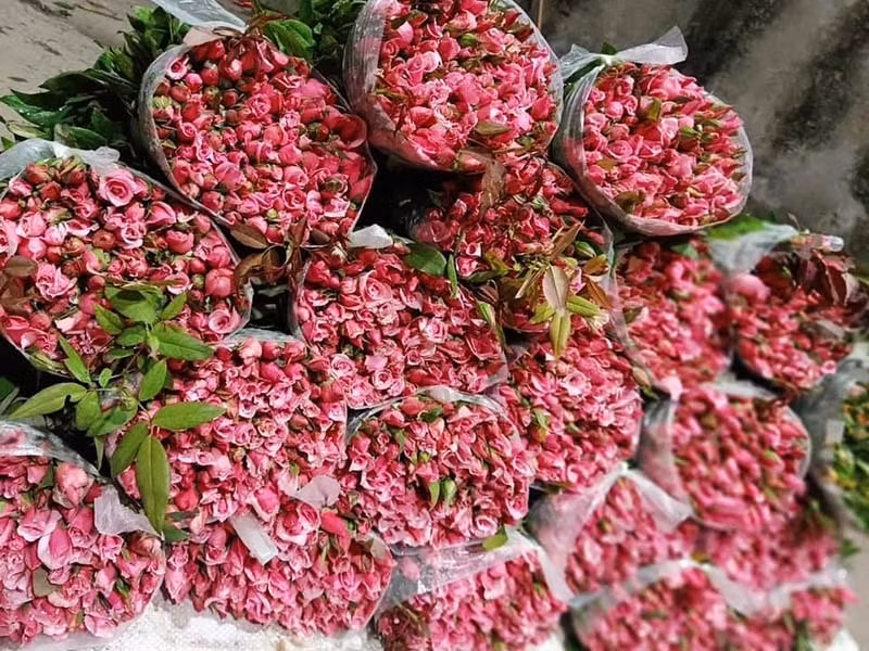 Hoa hong re nhu cho, ngoi nha chot ban 4 van bong/ngay-Hinh-3