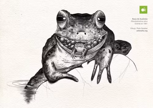 Quá trình đẻ con bằng miệng của cóc Rheobatrachus silus được các nhà khoa học miêu tả lại như sau: sau khi trứng được con đực thụ tinh, con cái sẽ nuốt chúng vào cho đến khi nó nở ra thành con nòng nọc con.