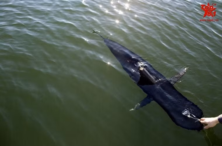 Nếu nhìn lướt qua GhostSwimmer hoàn toàn giống một cá mập thông thường.