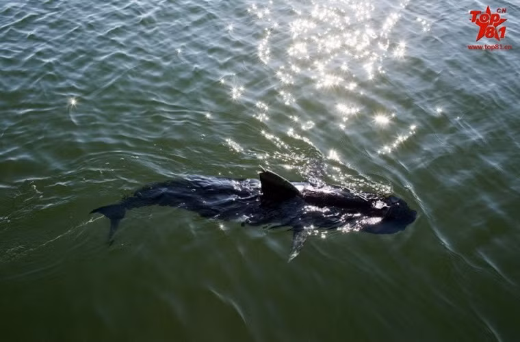 Hình ảnh GhostSwimmer đang bơi trên mặt nước.