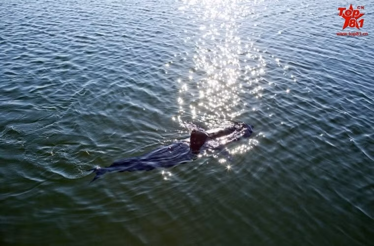 Trong đợt thử nghiệm đầu tiên GhostSwimmer sẽ được sử dụng để thu thập dữ liệu cơ bản như về vùng thủy triền, dòng nước, sóng và thời tiết trên biển