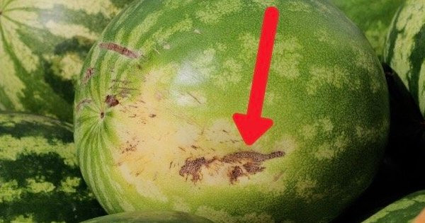 Mua dua hau nho 5 meo nho nay de chon qua vo mong-Hinh-5