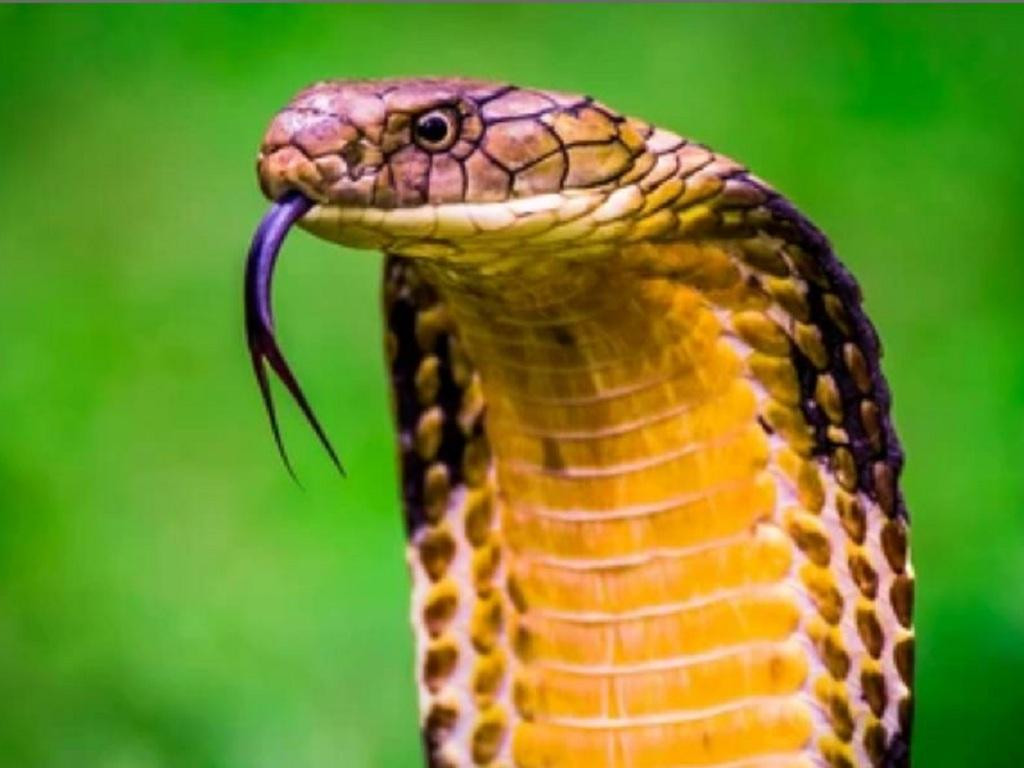 Ngoài ra, họ có thể đương đầu với mọi vấn đề bằng tinh thần lạc quan nên sẽ ngày càng có nhiều cơ hội hơn. 