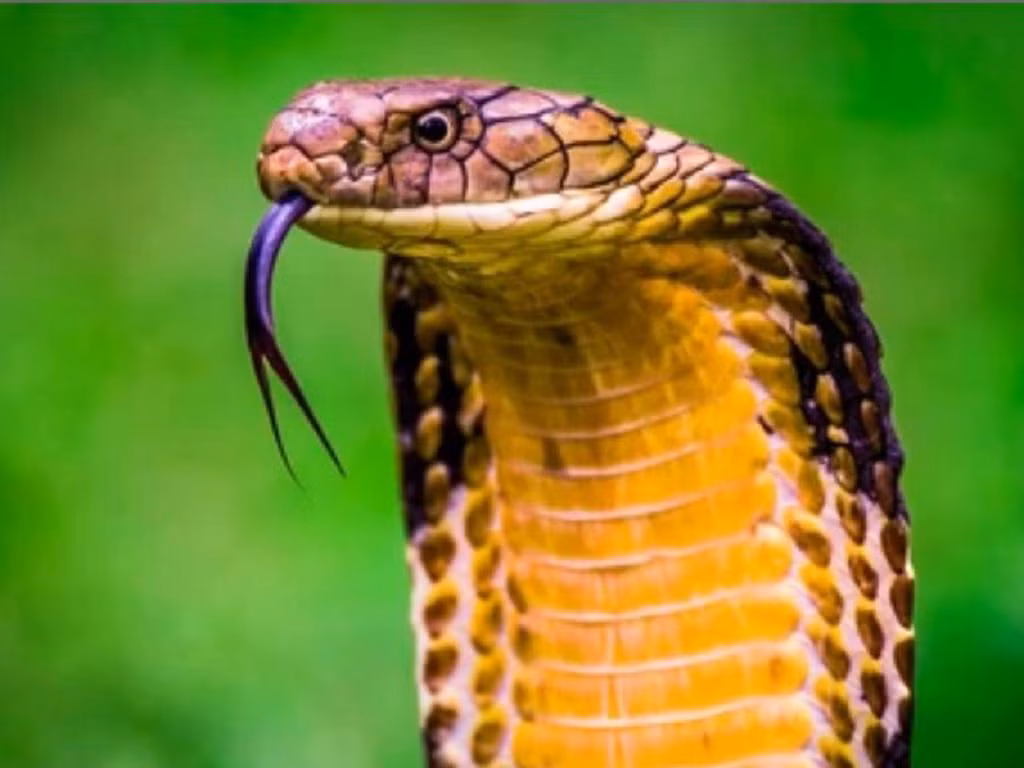 Ngoài ra, họ có thể đương đầu với mọi vấn đề bằng tinh thần lạc quan nên sẽ ngày càng có nhiều cơ hội hơn. 