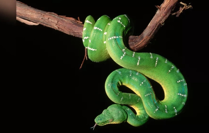  Con giáp Rắn. Người tuổi Tỵ có mục tiêu rõ ràng và luôn có thể tìm được hướng đi cho riêng mình trong sự nghiệp, không chịu ảnh hưởng của thế giới bên ngoài mà linh hoạt giải quyết các vấn đề khác nhau, làm việc gì cũng có tâm, đồng thời có thể chủ động mở rộng một số doanh nghiệp mới và dư địa phát triển ngày càng lớn hơn. 