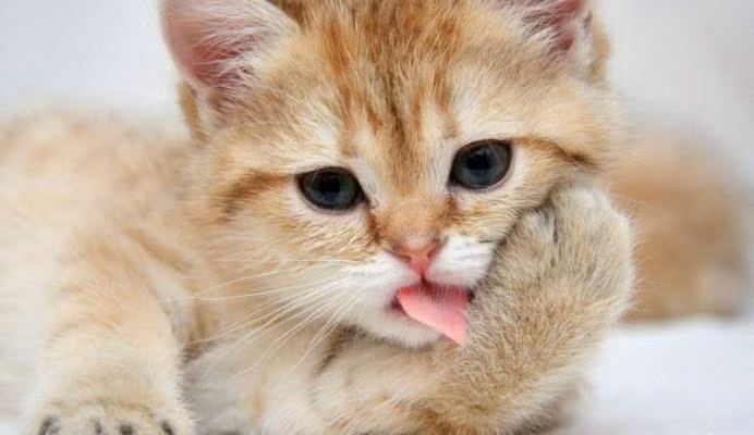 3 con giap tien roi trung dau, quy nhan theo got, giau co nuc danh-Hinh-2