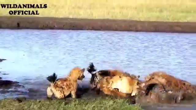 Bị 15 con linh cẩu vây giết, sư tử vẫn thoát chết khó tin Bi 15 con linh cau vay giet, su tu van thoat chet kho tin