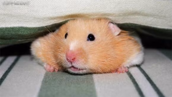 3 con giap nu tinh cach 'boc mui' ben ngoai, trong long tinh cam!-Hinh-3