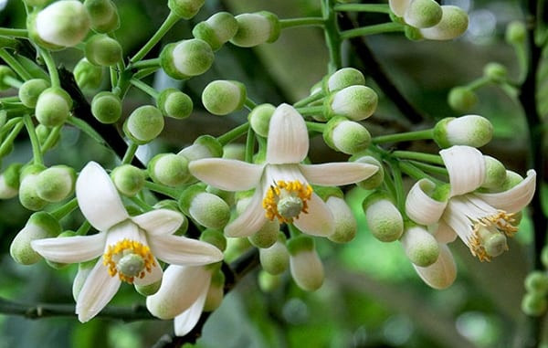 Cây trong nhà ra hoa, kết trái. Từ xa xưa, người ta đã tin rằng nếu cây trong nhà ra hoa, kết trái thì đó là điềm lành. Nó mang lại không khí của sự sống, sự sinh sôi nảy nở. Các thành viên trong gia đình sẽ cảm thấy vui vẻ, suy nghĩ theo chiều hướng tích cực. * Thông tin mang tính chất tham khảo, chiêm nghiệm.