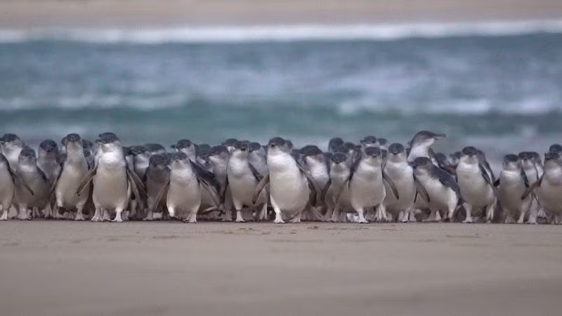 5.200 chim canh cut nho nhat the gioi lach bach tren bai bien-Hinh-3