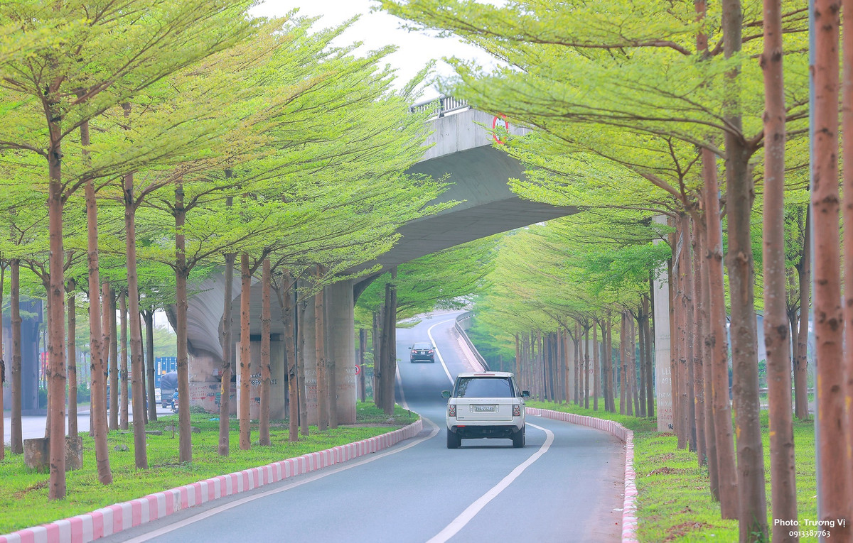 Chi em Ha Noi lao ra giua duong 'song ao' voi hang bang la xanh-Hinh-5