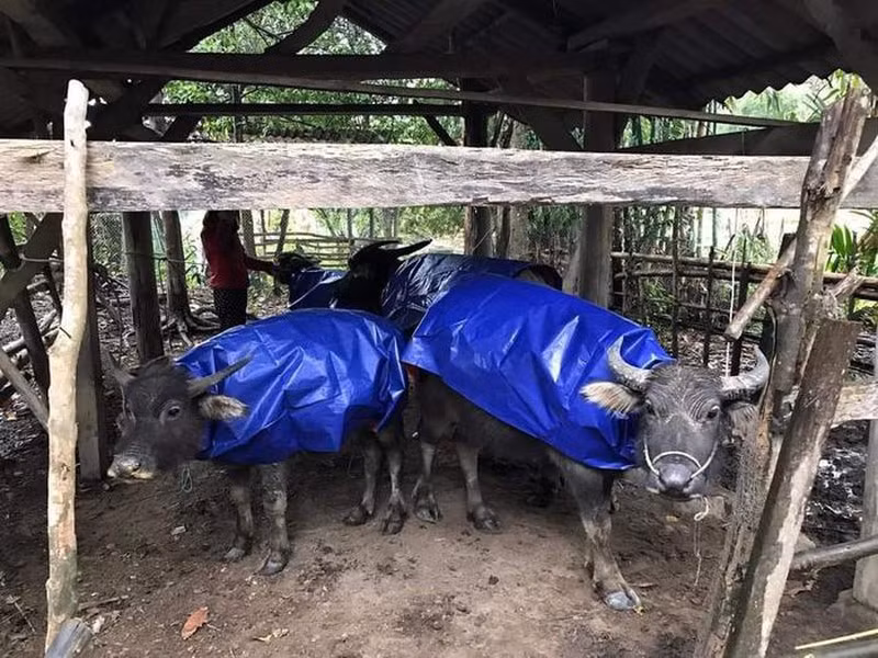 Ret ky luc 40 nam o mien Bac: 1.600 gia suc chet cong