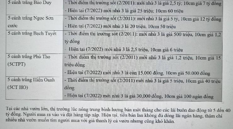 Hết thời 50 tỷ mua được 5 kie, lan đột biến giờ 500 nghìn 5 kie người mua vẫn chê đắt ảnh 2 Hết thời 50 tỷ mua được 5 kie, lan đột biến giờ 500 nghìn 5 kie người mua vẫn chê đắt ảnh 2