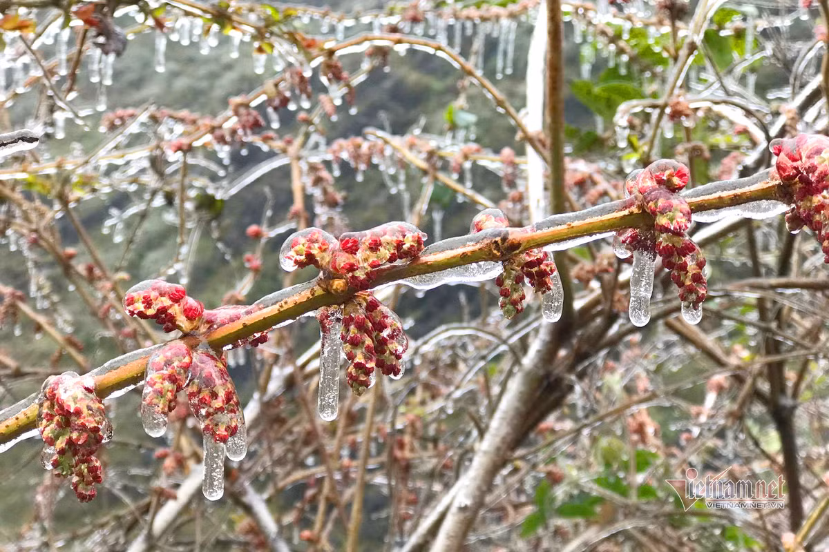 Ky ao bang gia boc kin hoa co noi dinh nui ret nhat Viet Nam-Hinh-4