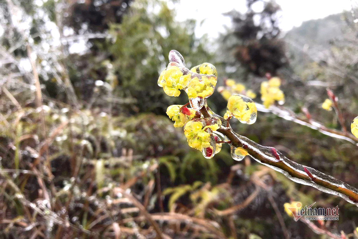 Ky ao bang gia boc kin hoa co noi dinh nui ret nhat Viet Nam-Hinh-2