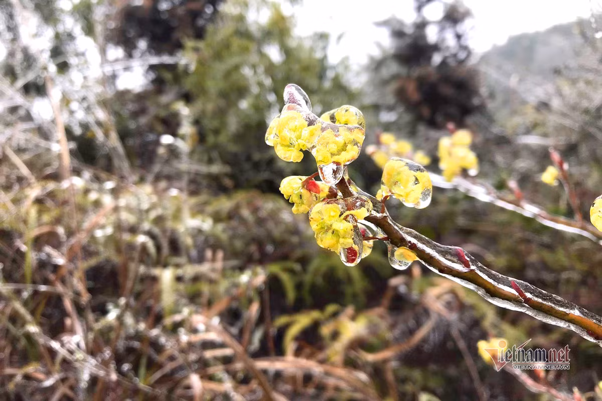 Ky ao bang gia boc kin hoa co noi dinh nui ret nhat Viet Nam-Hinh-2