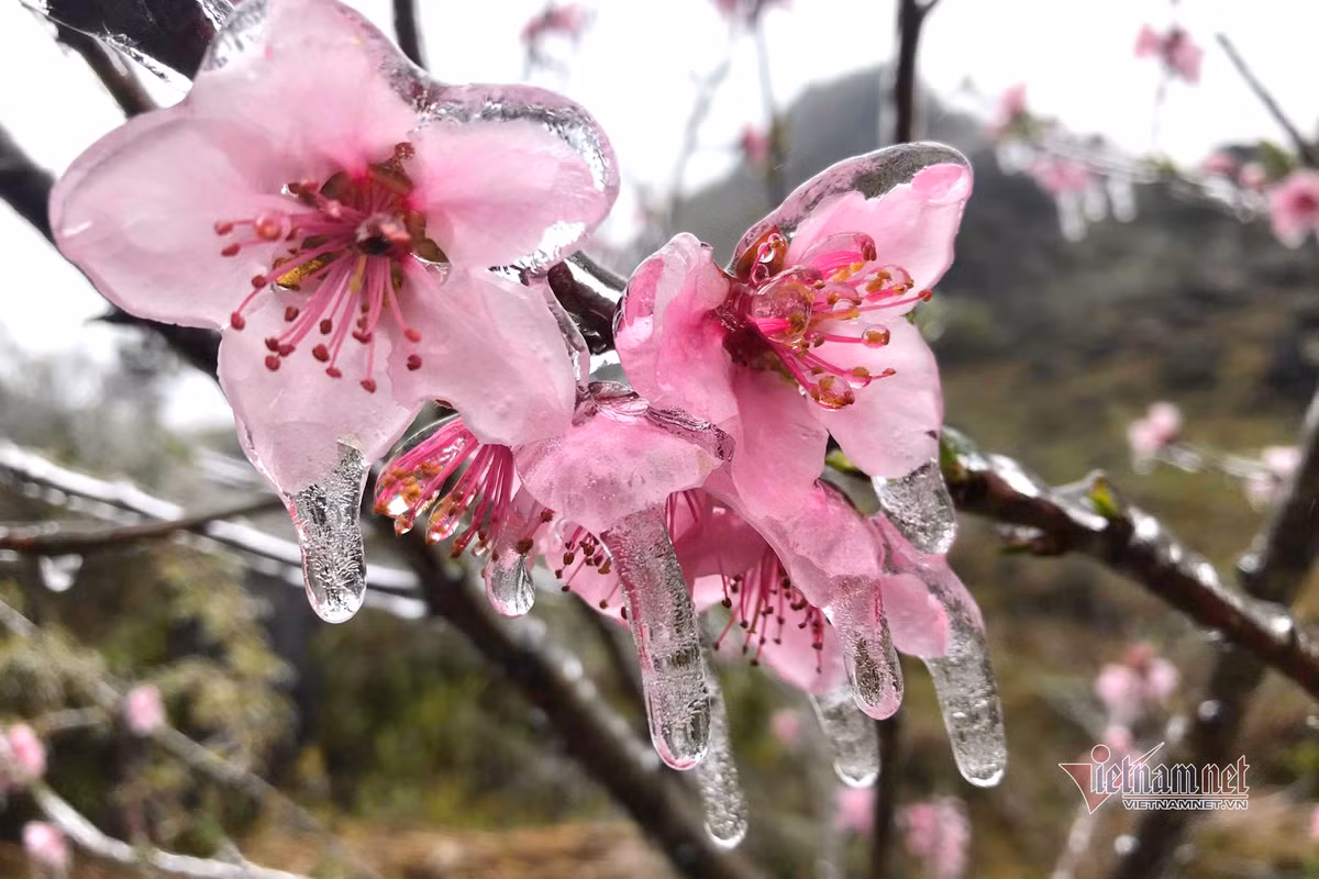 Ky ao bang gia boc kin hoa co noi dinh nui ret nhat Viet Nam-Hinh-3