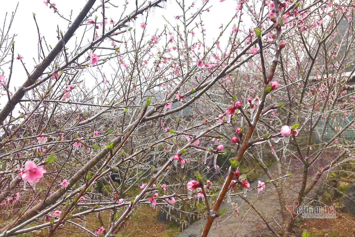 Ky ao bang gia boc kin hoa co noi dinh nui ret nhat Viet Nam-Hinh-6