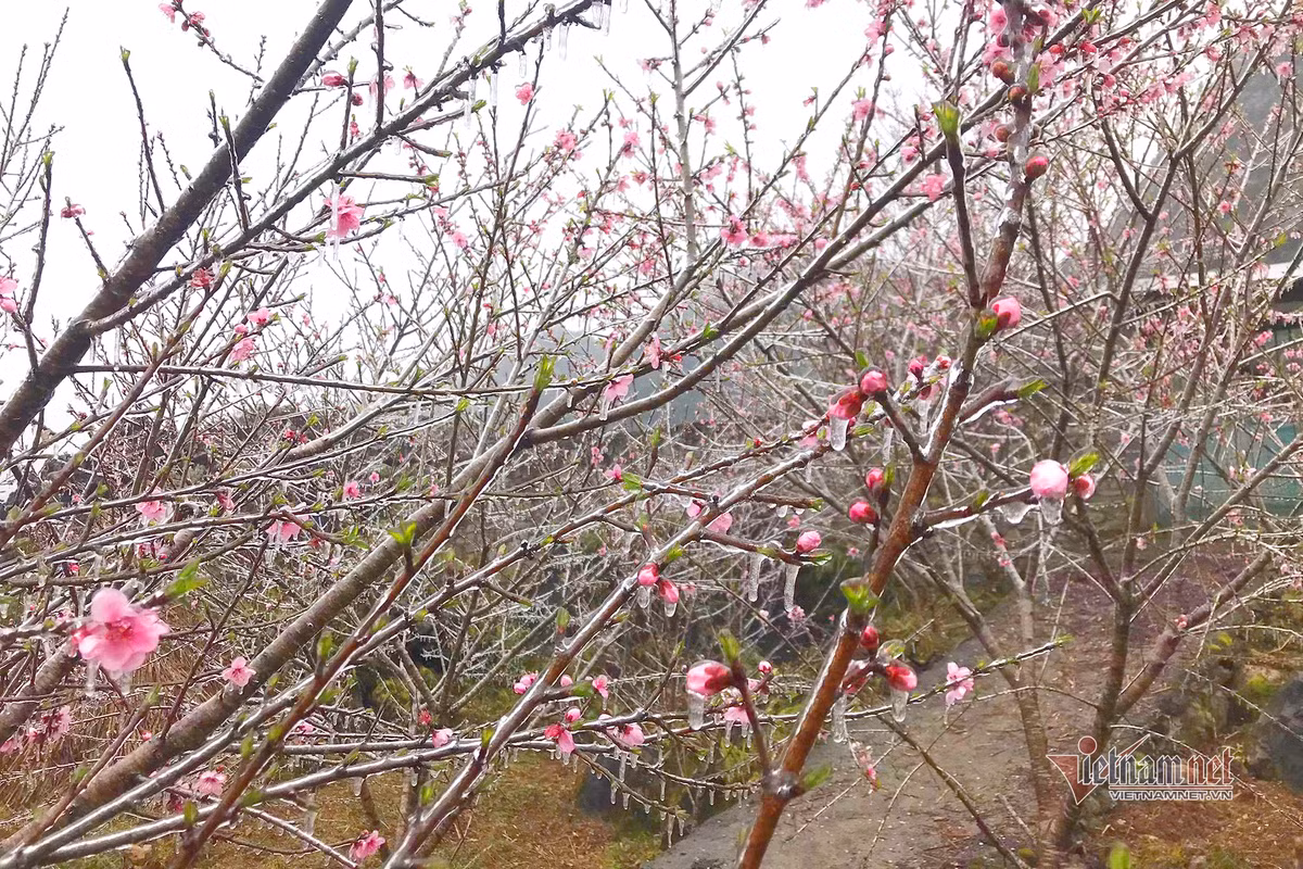 Ky ao bang gia boc kin hoa co noi dinh nui ret nhat Viet Nam-Hinh-6