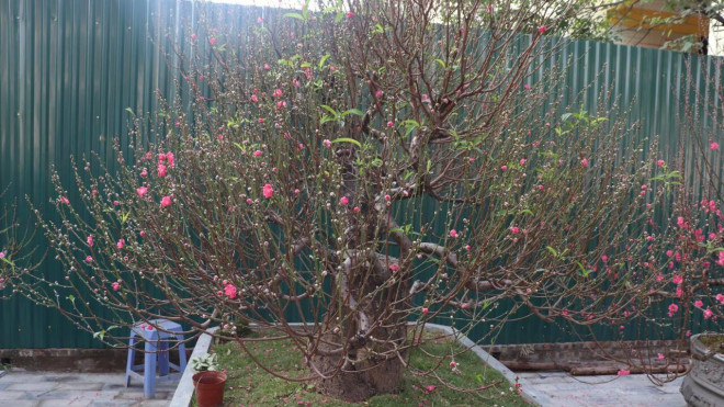 Gốc này có 11 nhánh chính, thể hiện sự no đủ, sum vầy của ngày Tết.