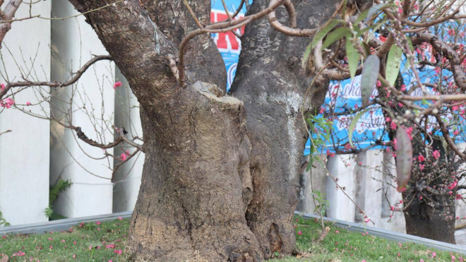 Gốc đào rừng cổ thụ có đường kính khoảng 90 cm.