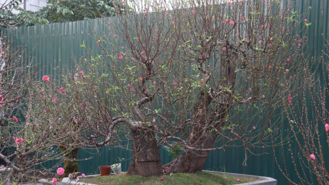 Một tiểu thương trên đường Lạc Long Quân cho biết, do dịch COVID – 19 diễn biến phức tạp nên giá đào năm nay đang có xu hướng giảm một nửa so với năm ngoái. Như năm ngoái những gốc đào rừng này sẽ được thuê với giá 100 triệu đồng.