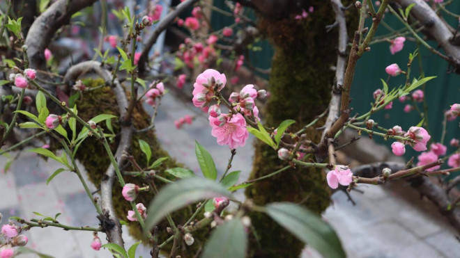 Những khách thuê gốc đào sẽ được “thưởng đào” đến hết rằm tháng Giêng, sau đó chủ vườn sẽ đến lấy lại đem về chăm sóc.