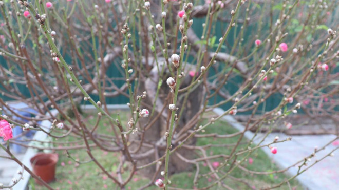 Đào vẫn trong giai đoạn ra nụ, ra hoa, theo tính toán của tiểu thương trên đường Lạc Long Quân thì khoảng hai tuần nữa hoa sẽ nở đẹp.