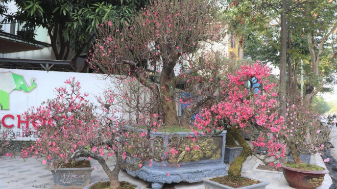 Những gốc đào rừng này chủ yếu mọc trên các núi đá ở các tỉnh như Sơn La, Hà Giang, Lai Châu… và được các chủ nhà vườn đưa về nhà chăm sóc để nở hoa đúng dịp Tết.