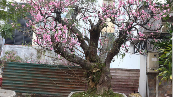 Một gốc đào rừng có dáng, có thế độc đáo được bán với giá 60 triệu đồng.