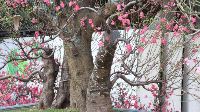 Đào rừng cổ thụ chủ yếu chỉ cho thuê chứ không bán. Mức giá thuê phụ thuộc vào tuổi thọ, hình dáng và kích thước của cây. Những cây thế nhỏ, tuổi đời dưới 20 năm có giá thuê từ 20-30 triệu đồng, còn những cây có thân cao đồ sộ, thế đẹp, tuổi đời trên 20 năm sẽ có giá thuê từ 80-100 triệu đồng.