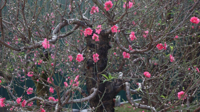 Để đánh giá cây đào cổ thụ đẹp thường dựa vào độ tuổi của cây, cây nào có tuổi thọ càng cao thì càng có giá trị.