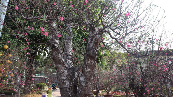 Những gốc đào từ thân cây trở lên chia làm 3 nhánh được gọi là thế tam đa và rất được mọi người ưa chuộng.