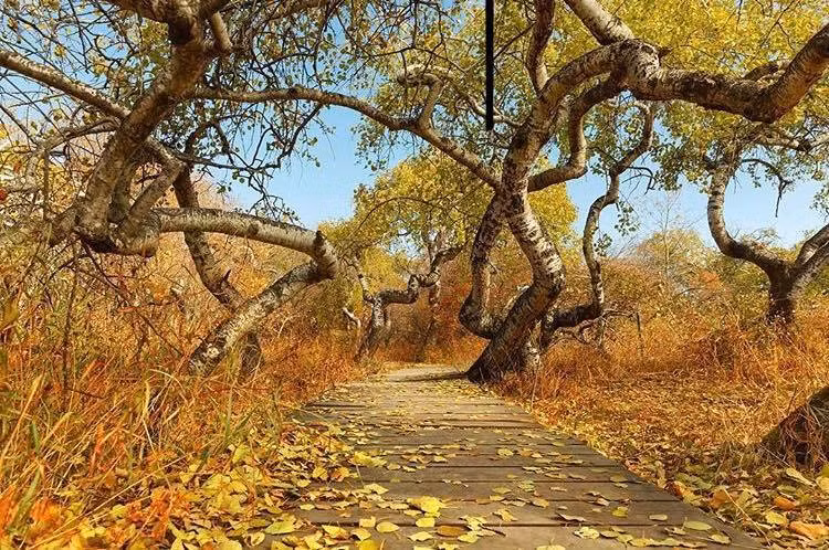 Vuon cay cong bat thuong hut khach tham quan o Saskatchewan-Hinh-3