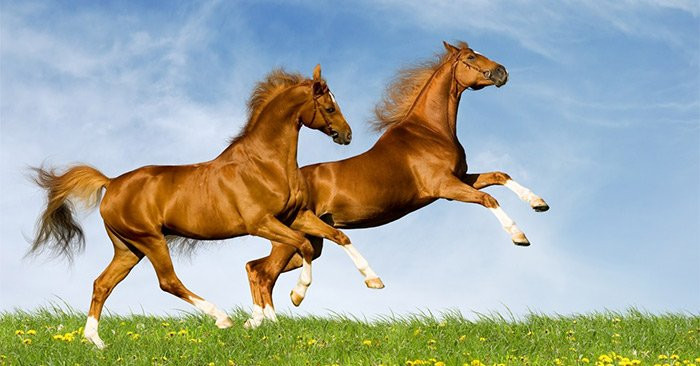 Sau ngày 23 tháng Chạp, 3 con giáp vượt vũ môn, nhận lộc trời Sau ngay 23 thang Chap, 3 con giap vuot vu mon, nhan loc troi