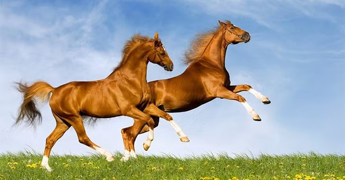 Sau ngày 23 tháng Chạp, 3 con giáp vượt vũ môn, nhận lộc trời Sau ngay 23 thang Chap, 3 con giap vuot vu mon, nhan loc troi