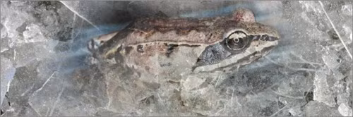 Loài ếch gỗ Nam Mỹ có khả năng đóng băng cơ thể của nó, biến cơ thể mềm mại sang trạng thái rắn giống như bị chết cứng trong khoảng bốn tuần. 70% cơ thể của chúng giống như bị đóng băng trong nước đá mùa đông. Tuy nhiên, sau khi rã đông, tim của chúng lại có thể đập trở lại bình thường và trong vòng 1 ngày cơ thể sẽ trở về trạng thái trước khi bị đóng băng.