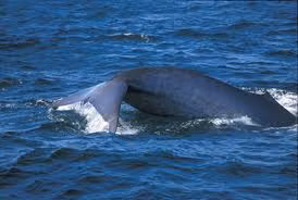 Tim cá voi xanh nặng lên tới 600kg, người ta có thể nghe thấy nhịp tim của nó từ cách xa 2 dặm (khoảng 3,2m), thậm chí động mạch chủ của nó đủ lớn để một người có thể đi qua.