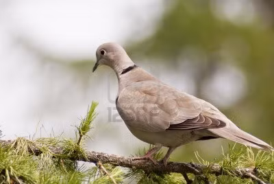 Bồ câu hoang dã có thể tự nhận ra mình trong gương, rất ít động vật có khả năng này. Chúng cũng rất nhớ gương mặt của con người, và dù bạn có thay quần áo hay trang điểm cũng không thể đánh lừa được chúng.