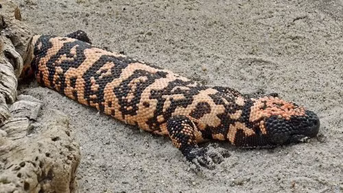 Các nhà nghiên cứu cho biết nước bọt của quái vật Gila, một loài thằn lằn có nọc độc có thể giúp điều trị bệnh tiểu đường tuýp 2. Các nhà khoa học đã tạo ra một dạng nước bọt tổng hợp từ nước bọt của loài này để giúp các bệnh nhân tiểu đường.