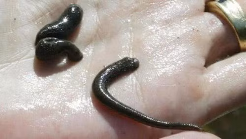 Sử dụng đỉa để chữa bệnh không phải là điều quá xa lạ, nó đã được sử dụng từ 2.500 năm trước đây. Mặc dù việc dùng đỉa đã bi loại bỏ phần lớn trong y học hiện đại, nhưng vẫn có không ít trường hợp.