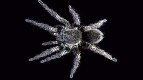 Độc của nhện Tarantula có công dụng làm thuốc giảm đau cho con người. Các nhà nghiên cứu phát hiện ra rằng một loại protein từ nọc độc của nhện Tarantula nhung màu xanh lá cây ở Peru có thể ngăn chặn tế bào thần kinh truyền cơn đau.
