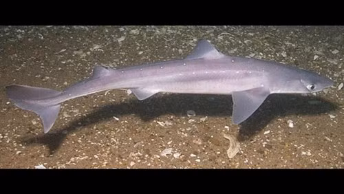 Một hợp chất được tìm thấy trong mô cá mập, được gọi là squalamine, đã được chứng minh có thể chống lại các virus gây bệnh như sốt xuất huyết và viêm gan. Các nhà nghiên cứu phát hiện ra rằng squalamine tấn công các virus sốt xuất huyết và viêm gan B và D.