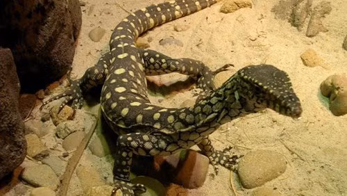 Nọc độc thằn lằn Monitor được chứng minh có thể giúp con người chống lại bệnh cao huyết áp.