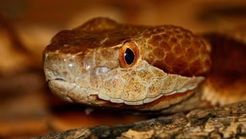 Rắn hổ mang là động vật có độc gây sợ hãi cho nhiều người, nhưng khoa học đã chứng minh nọc độc loài này được sử dụng đúng cách có khả năng cứu hàng triệu mạng sống của con người, hỗ trợ phương pháp điều trị ung thư mới, làm giảm đột quỵ và các cơn đau.