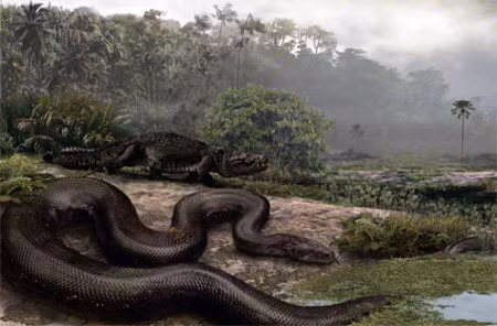Trăn Titanoboa, sống cách đây 50-60 triệu năm, sau khi khủng long và nhiều loài sinh vật khác tuyệt chủng, giờ chỉ là hóa thạch, nhưng các nhà khoa học ước tính loài trăn khổng lồ này dài khoảng 14m và nặng hơn 1 tấn.