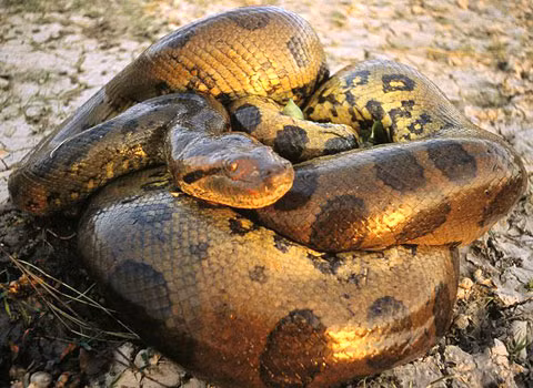 Trăn xanh sinh sống ở vùng Nam Mỹ. Con đực trưởng thành đạt chiều dài tới 9m, nặng 227kg và đường kính thân lên tới 30cm. Con cái có kích thước lớn hơn một chút, đạt cân nặng đến 250kg.