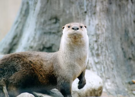 Không thể phủ nhận rằng rái cá sông trông rất dễ thương. Nó chủ yếu săn bắt cá. Và mặc dù nó không thích ăn thịt người, nó cũng sẽ tấn công vô cớ khi bắt gặp người bơi qua hồ và sông. Một con rái cá sông đã tấn công một người phụ nữ mang thai trong năm 2006.