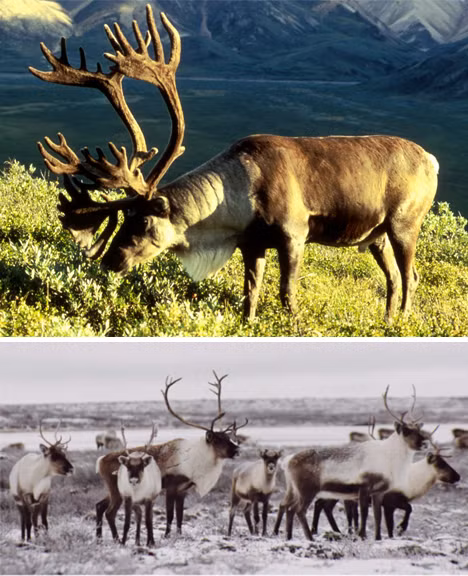 Tuần lộc Caribu. Nhìn chung, màu lông của tuần lộc Caribu luân phiên giữa màu nâu và trắng, chứ không hoàn toàn chuyển đổi hẳn như những con vật trên.